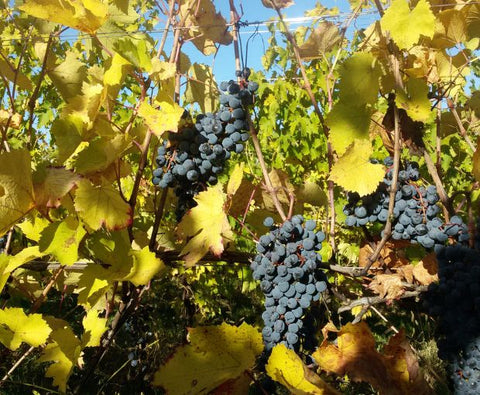 Recioto della Valpolicella DOCG 2023, Le Bertarole (Half Bottle)