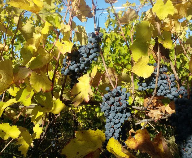 Recioto della Valpolicella DOCG 2023, Le Bertarole (Half Bottle)