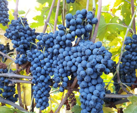 Amarone della Valpolicella DOCG Classico N'C' Rian 2019, Le Bertarole