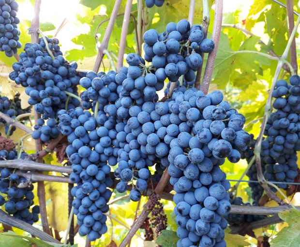 Amarone della Valpolicella DOCG Classico N'C' Rian 2019, Le Bertarole