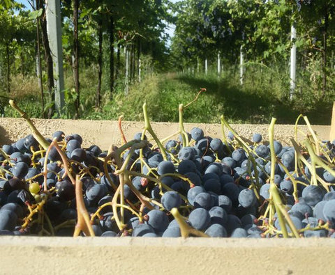 Amarone della Valpolicella DOCG Classico N'C' Rian 2019, Le Bertarole