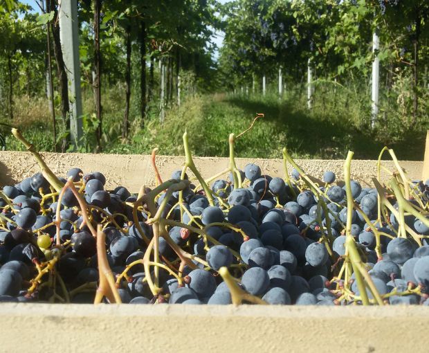 Amarone della Valpolicella DOCG Classico N'C' Rian 2019, Le Bertarole