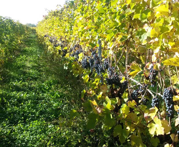 Recioto della Valpolicella DOCG 2023, Le Bertarole (Half Bottle)