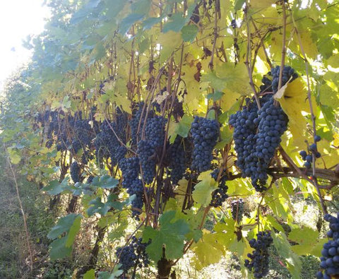 Valpolicella DOC Classico Le Filagne 2023, Le Bertarole