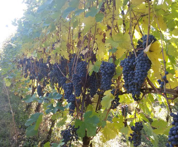 Valpolicella DOC Classico Le Filagne 2024, Le Bertarole