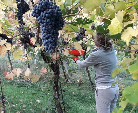 Amarone della Valpolicella DOCG Classico N'C' Rian 2019, Le Bertarole