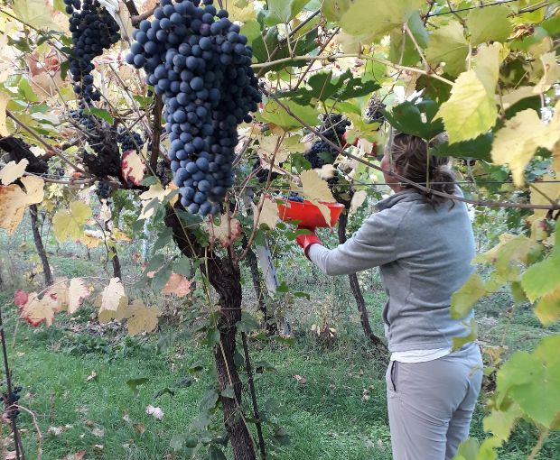 Amarone della Valpolicella DOCG Classico N'C' Rian 2019, Le Bertarole