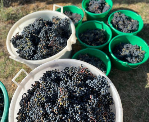 Malbec Cahors AOC 2020, Clos du Colombier