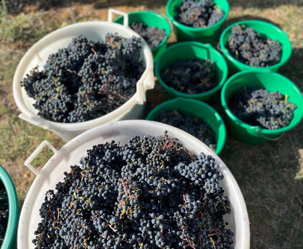 Malbec Cahors AOC 2020, Clos du Colombier