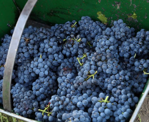 Malbec Gran Reservado 2021, Fabre Montmayou