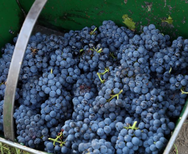 Malbec Gran Reservado 2021, Fabre Montmayou