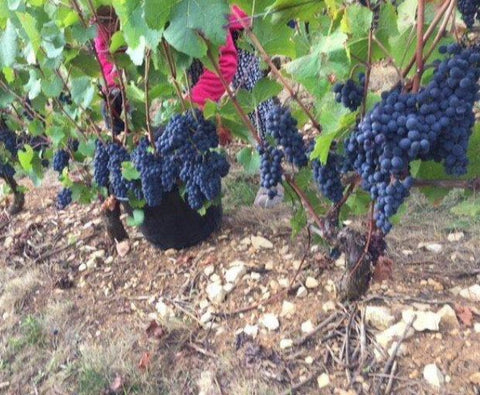 Bourgogne Cote d'Or AOP Pinot Noir 2022, Domaine Laboureau