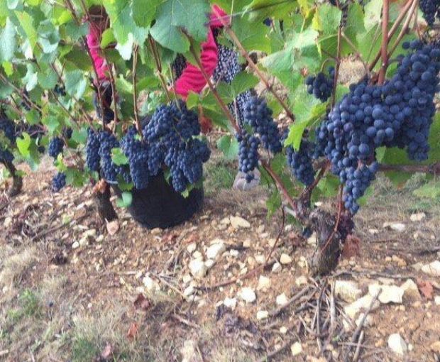 Bourgogne Cote d'Or AOP Pinot Noir 2022, Domaine Laboureau