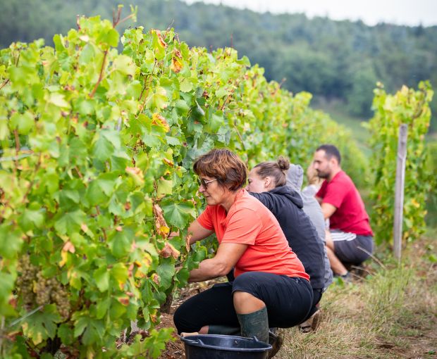 Bourgogne Chardonnay AOC 2023, Vignerons des Grandes Vignes