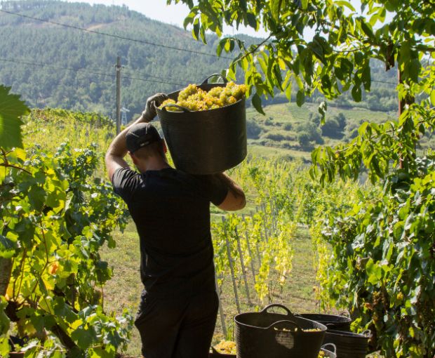 Wine at Home