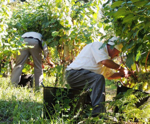 Colleita DO Ribeiro 2024, Antonio Montero