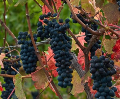 Pinot Noir Marlborough 2021, Map Maker