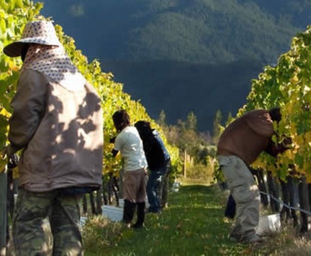 Pinot Noir Marlborough 2021, Map Maker