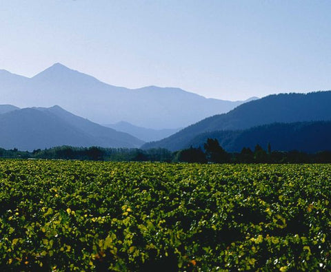 Sauvignon Blanc Marlborough 2024, Map Maker