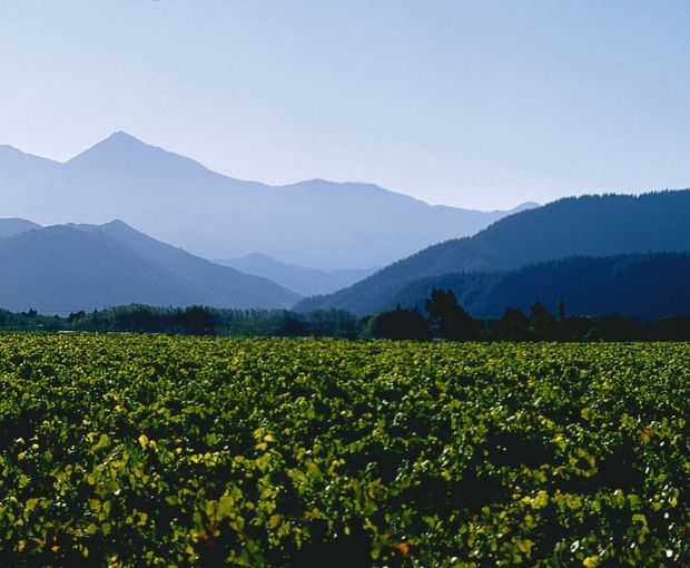 Sauvignon Blanc Marlborough 2024, Map Maker