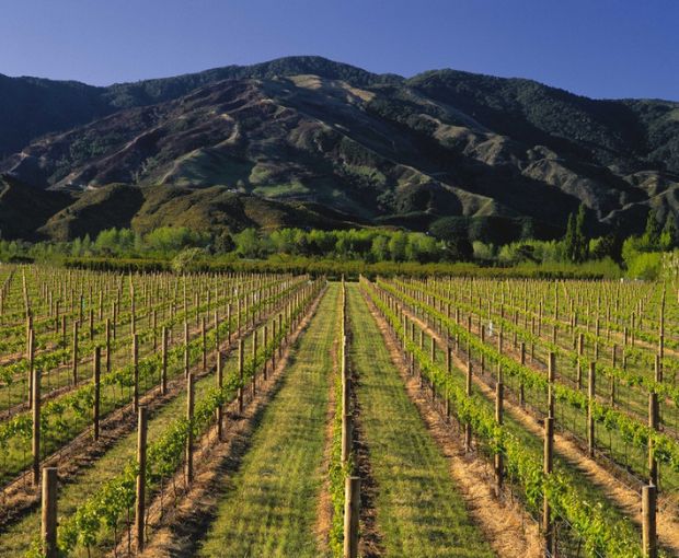 Pinot Noir Marlborough 2021, Map Maker