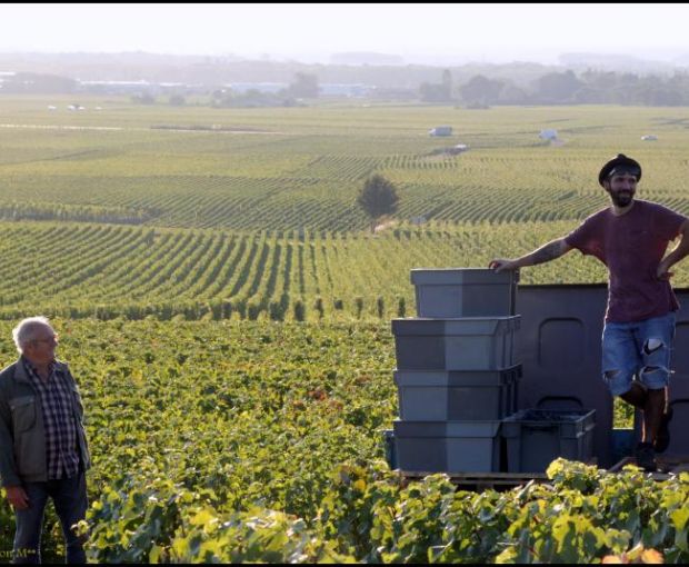 Gevrey-Chambertin 2020, Domaine Marchand-Grillot