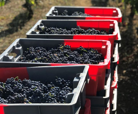 Morey-Saint-Denis AOC 2021, Domaine Marchand-Grillot