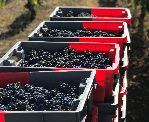 Gevrey-Chambertin 2020, Domaine Marchand-Grillot