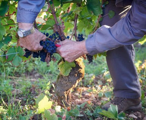 Morey-Saint-Denis AOC 2021, Domaine Marchand-Grillot