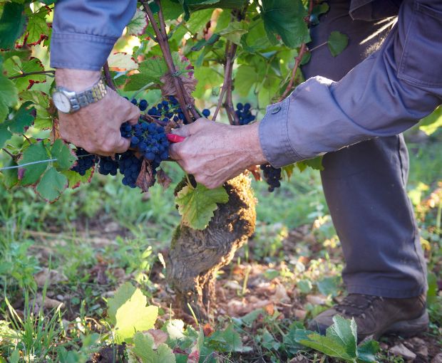 Morey-Saint-Denis AOC 2021, Domaine Marchand-Grillot