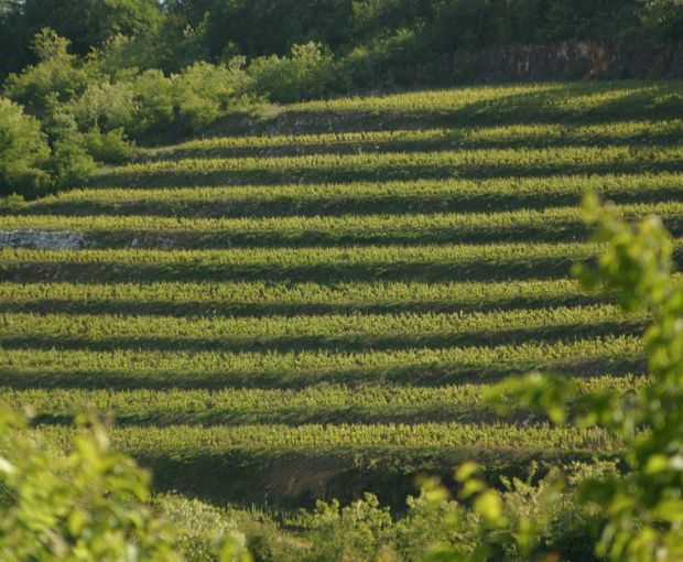 Gevrey-Chambertin 2020, Domaine Marchand-Grillot
