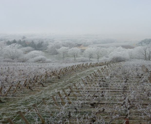 Mercurey AOP Les Loueres 2022, Domaine Laurent Dufouleur