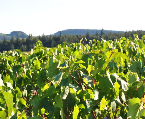 Mercurey AOC Les Loueres 2022, Domaine Laurent Dufouleur