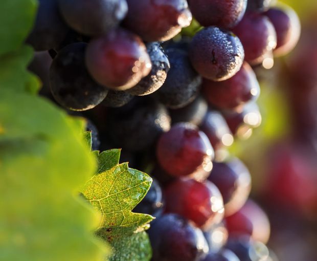 Minuty Rose grapes
