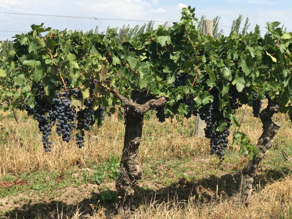 Syrah Barrel Selection Patagonia 2022, Fabre Montmayou