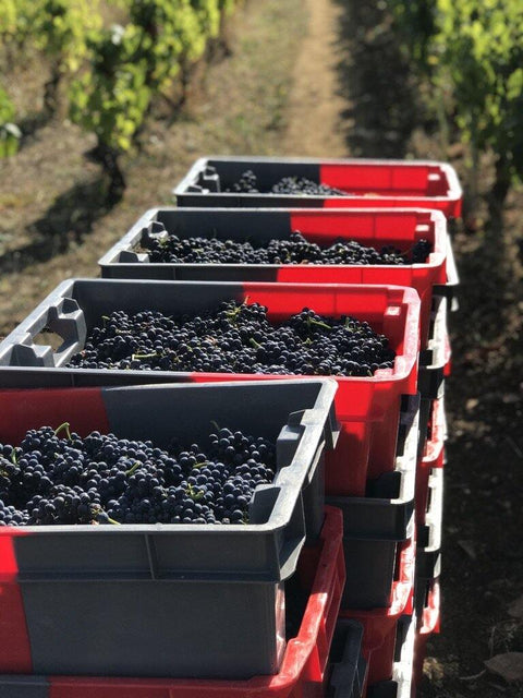 Enjoy Gevrey-Chambertin, Domaine Marchand-Grillot - Fine wines from Wine at Home