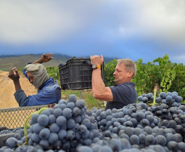 Cabernet Sauvignon Coteaux de Montagne 2024, The Wine Gallery