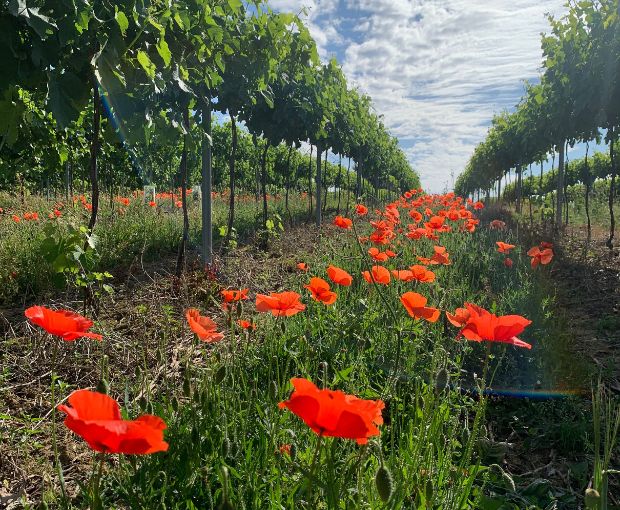 Tursan Blanc AOC 2025, La Cave des Vignerons Landais