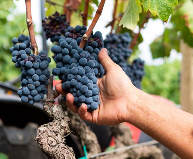 Primitivo Acanto Salento Puglia IGT 2024, Cantine Ionis