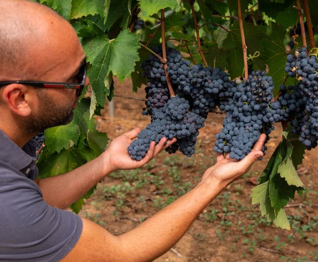 Primitivo Acanto Salento Puglia IGT 2024, Cantine Ionis