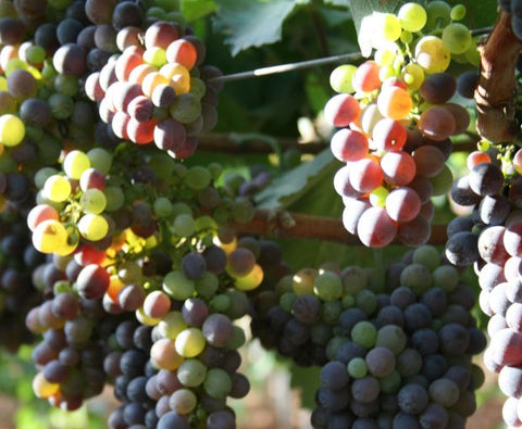 Malvasia Duchessa Isabella Puglia 2022, Cantine Ionis