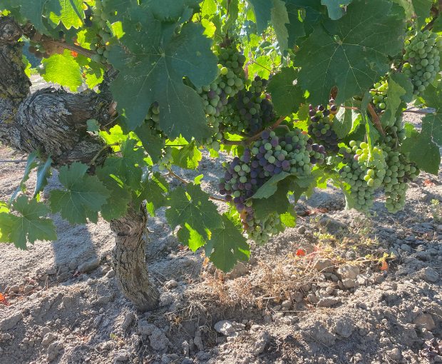 Chinon AOC 2024, Domaine du Puy Rigault