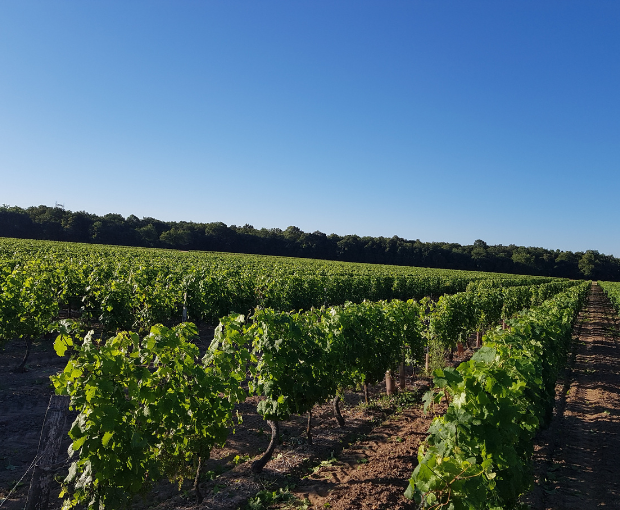Chinon AOC 2024, Domaine du Puy Rigault