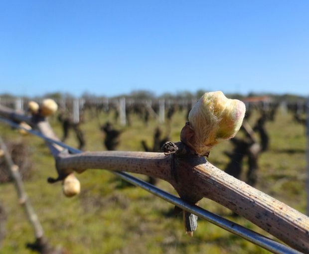 Methode Traditionnelle Cuvée Signée Rosé Domaine R de la Grange