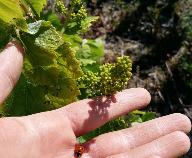 Methode Traditionnelle Cuvée Signée Rosé Domaine R de la Grange