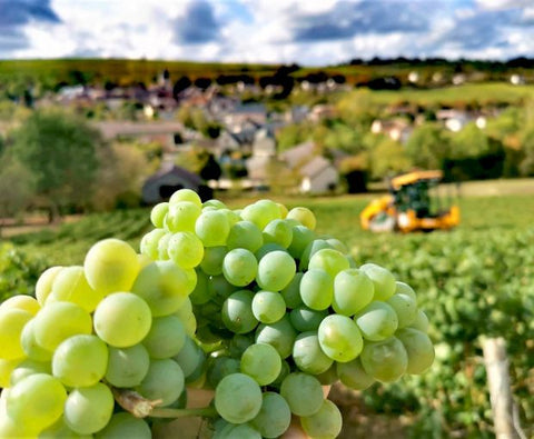 Menetou-Salon Blanc Les Chamblins AOC 2022, Domaine Raimbault