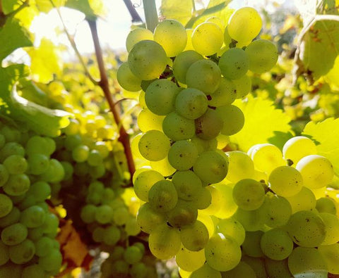 Menetou-Salon Blanc Les Chamblins AOC 2022, Domaine Raimbault