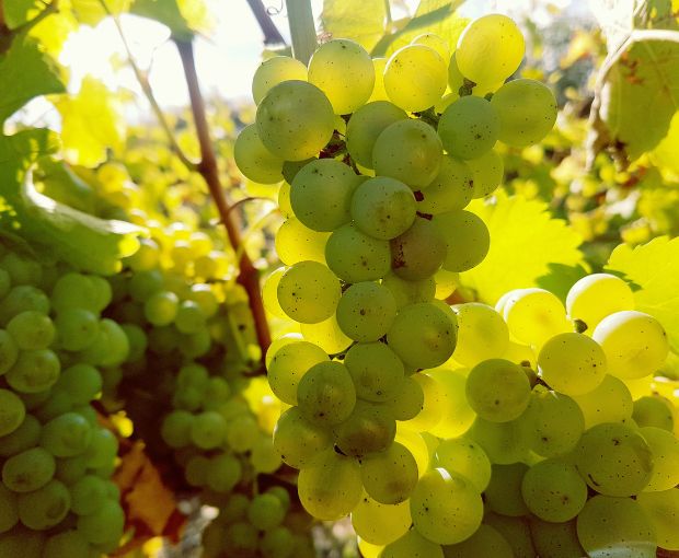 Menetou-Salon Blanc Les Chamblins AOC 2022, Domaine Raimbault