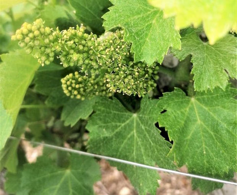Menetou-Salon Blanc Les Chamblins AOC 2022, Domaine Raimbault