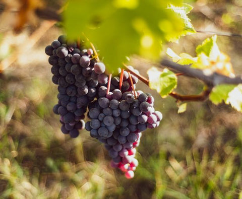 Barbera d'Asti DOCG 2023, Villa Monsignore